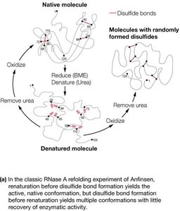 RNase denaturation and refolding