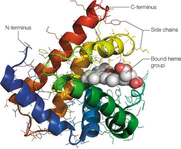 Three-dimensional folding of myoglobin