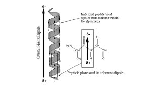 Helical dipole moment in alpha helix