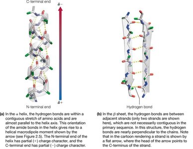 Alpha helix and beta sheet hydrogen bonding