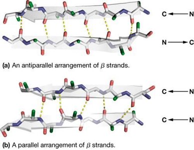 Antiparallel and parallel beta sheet arrangements