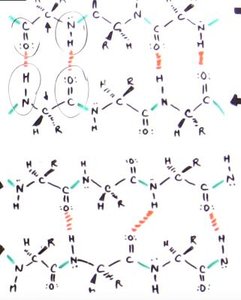 Beta sheet hydrogen bonding schematic