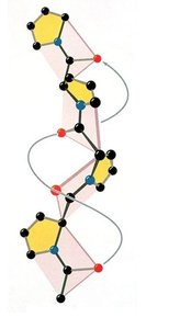 Polyproline II helix structure
