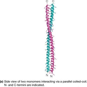 Coiled-coil structure of keratin
