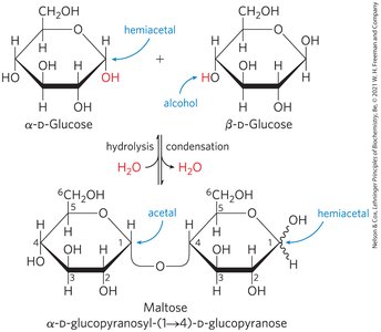 Formation of maltose via glycosidic bond