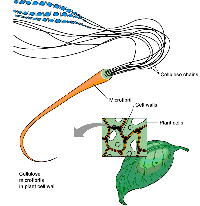 Cellulose microfibrils in plant cell wall