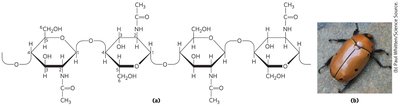 Structure of chitin