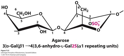Structure of agarose