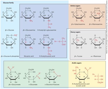 Hexose derivatives important in biology