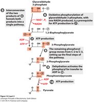 Resumen de la fase de beneficio energético de la glucólisis