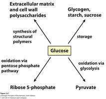 Principales destinos metabólicos de la glucosa