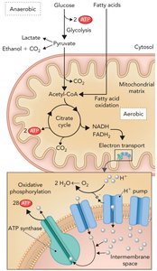 Overview of glycolysis, fermentation, and aerobic metabolism