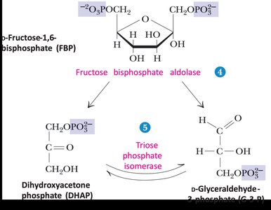 Aldolase reaction: cleavage of FBP to DHAP and G-3-P