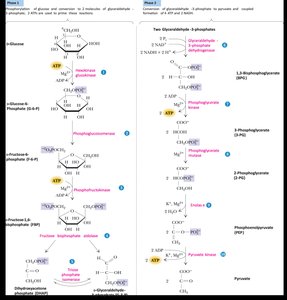 Summary of glycolytic pathway with intermediates and enzymes