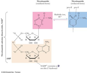 NAD+ structure and hydride transfer