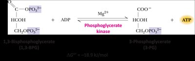 Phosphoglycerate kinase reaction: 1,3-BPG to 3-PG and ATP