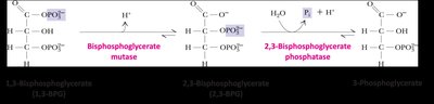 2,3-BPG formation pathway