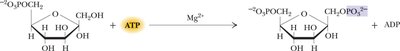 Hexokinase reaction: glucose to glucose-6-phosphate