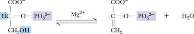 Enolase reaction: 2-PG to PEP