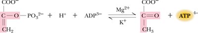 Pyruvate kinase reaction: PEP to pyruvate and ATP