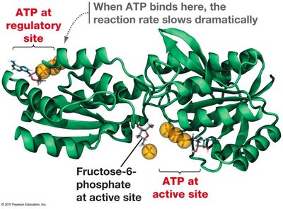 PFK-1 structure showing ATP binding at regulatory and active sites