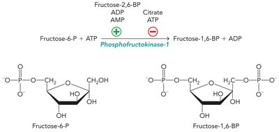 PFK-1 reaction and regulation by allosteric effectors
