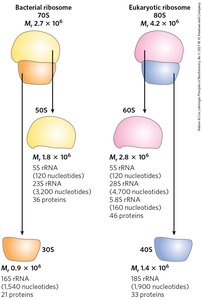 Bacterial and eukaryotic ribosome subunits