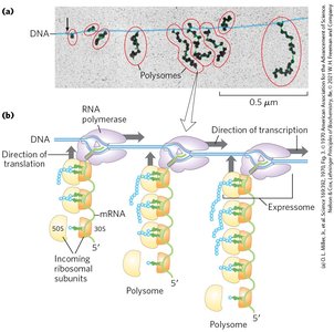 Coupling of transcription and translation in bacteria