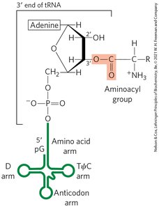 Aminoacyl group attachment to tRNA