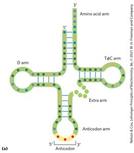 tRNA structure and recognition