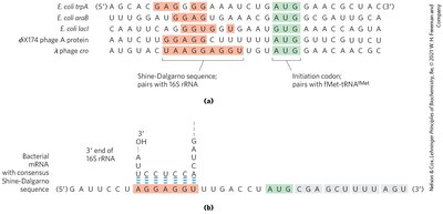 Initiation complex formation in bacteria