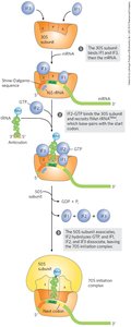 Initiation complex formation in eukaryotes