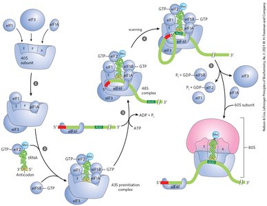 Key differences in translation initiation