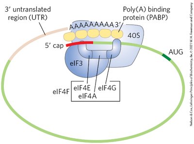 Peptide bond formation during elongation