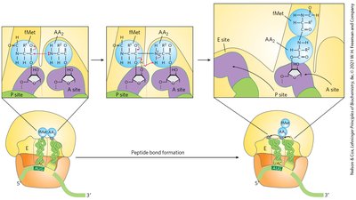 Translocation during elongation