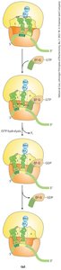 Termination of protein synthesis