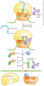 Features of the genetic code