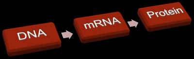 DNA to mRNA to Protein flow diagram