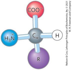 Structure of an amino acid