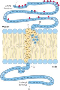 Polytopic protein structure