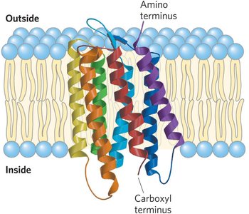 Hydropathy plots for membrane proteins