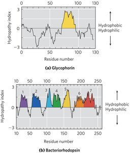 Amino acid distribution in membrane proteins