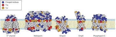 Liquid-ordered and liquid-disordered states