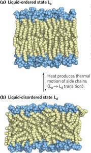 Lipid movement in membranes
