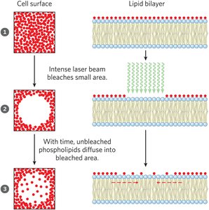 FRAP in living cells