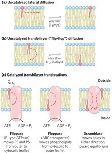 Flippase mechanism