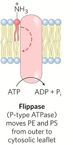 Floppase mechanism