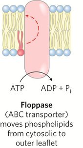 Scramblase mechanism