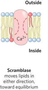 Hop diffusion of lipids