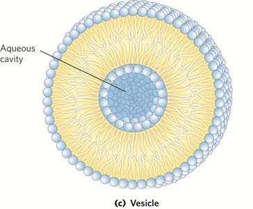 Vesicle structure
